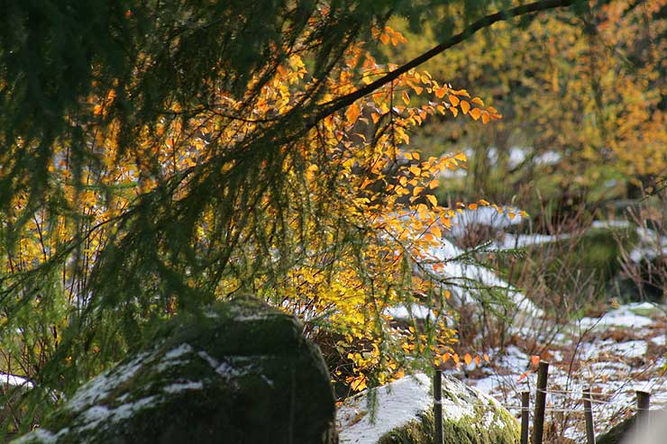 Японский сад Главного Ботанического Сада г. Москвы