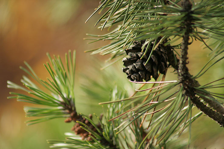 Японский сад Главного Ботанического Сада г. Москвы