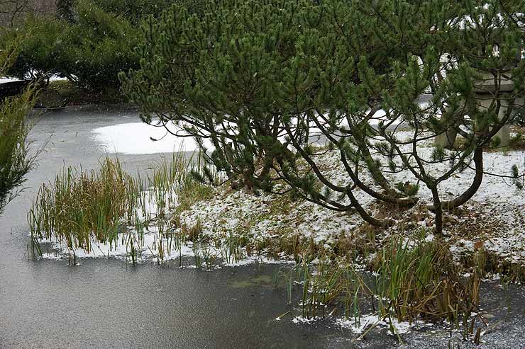 Японский сад Главного Ботанического Сада г. Москвы